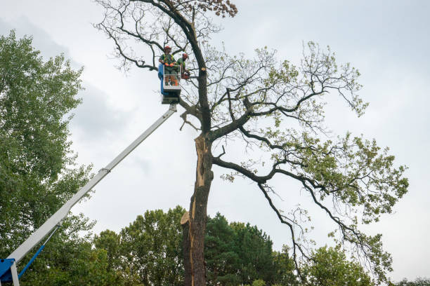 Best Emergency Tree Removal  in Sitka, AK